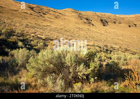 John Day Wild e Scenic River Canyon da Pinnacles Trail, Cottonwood Canyon State Park, Oregon Foto Stock