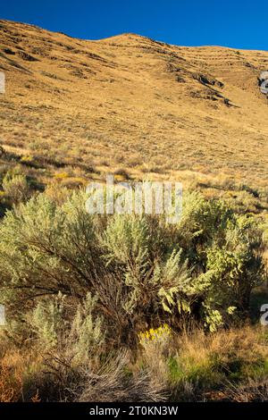John Day Wild e Scenic River Canyon da Pinnacles Trail, Cottonwood Canyon State Park, Oregon Foto Stock