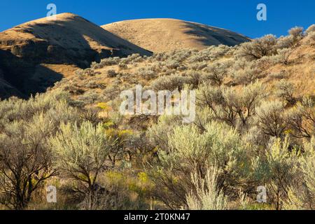 John Day Wild e Scenic River Canyon da Pinnacles Trail, Cottonwood Canyon State Park, Oregon Foto Stock