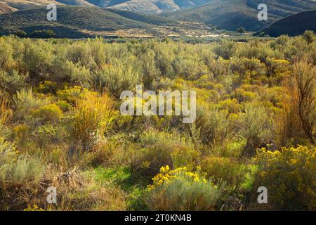 Sagebrush nel John Day Wild e nel canyon panoramico lungo il Pinnacles Trail, il Cottonwood Canyon State Park, Oregon Foto Stock