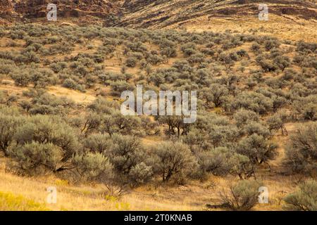 Sagebrush nel John Day Wild e nel canyon panoramico lungo il Pinnacles Trail, il Cottonwood Canyon State Park, Oregon Foto Stock