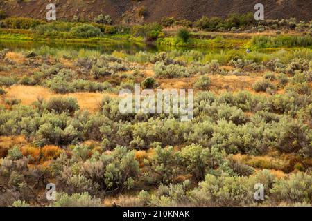 Sagebrush nel John Day Wild e nel canyon panoramico lungo il Pinnacles Trail, il Cottonwood Canyon State Park, Oregon Foto Stock