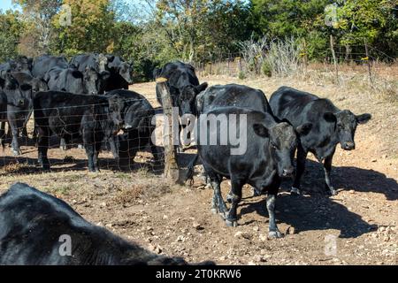 Le mucche di manzo Black angus attraversano pacificamente il cancello aperto di questa fattoria del Missouri. Foto Stock