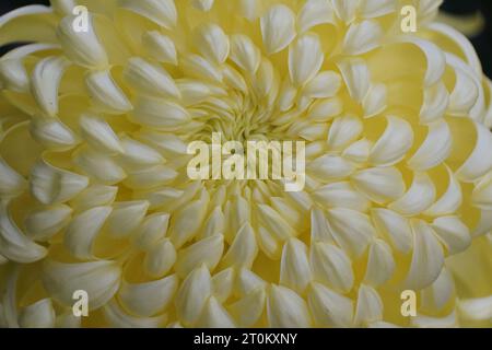 Primo piano del colore giallo chiaro del fiore "Kimono" della mamma irregolare Foto Stock