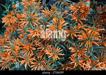 Bellissimi piccoli fiori d'arancio dell'orecchio del Leone con nome scientifico Leonotis Leonurus Foto Stock