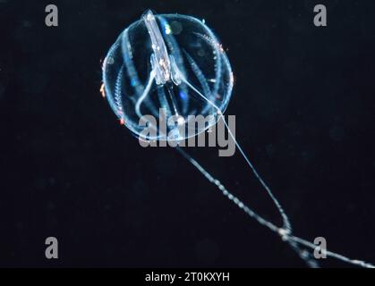 Questa uva spina marina, la Pleurobrachia bachei, non è imparentata con le meduse, ma costituisce un gruppo proprio, i Ctenophores. Sono anche noti come combj Foto Stock