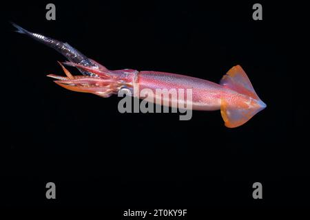 Il calamaro volante o calamaro viola, Sthenoteuthis oualaniensis, è una specie di cefalopode presente nell'Indo-Pacifico. E' considere Foto Stock