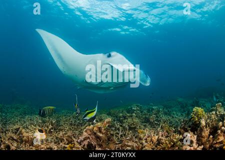 Reef manta ray, Mobula alfredi, Yap, Micronesia. Questa specie era precedentemente Manta alfredi. Foto Stock