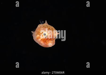 Stadio larvale di un pesce covino, Lactoria sp, del pesce di barriera della famiglia Ostraciidae. Fotografato di notte durante un'immersione blackwater nell'oceano Pacifico aperto Foto Stock