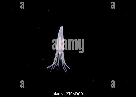 La fase larvale di un tubo anemone, Cerianthus sp, probabilmente circa trenta giorni di età a questo punto. Esso si depositano sul fondo a circa 100 giorni. Ph Foto Stock