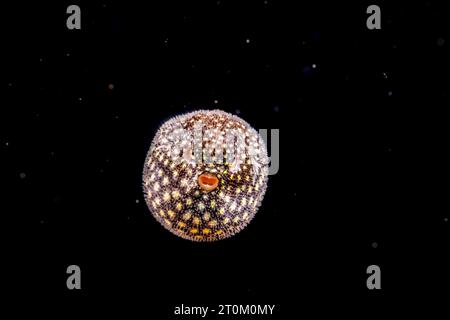 Pesci pufferfish, Arothron meleagris. Questo palcoscenico larvale si trovava a un pollice di distanza ed è stato fotografato durante un'immersione blackwater Drift, in ocea aperta Foto Stock