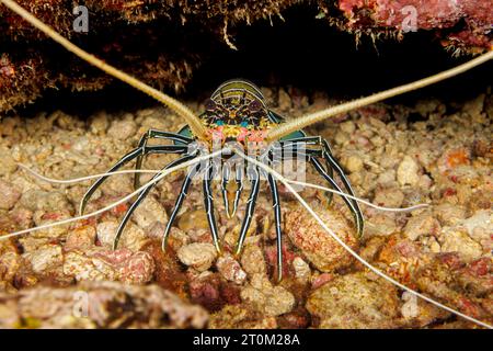 L'aragosta spinosa dipinta, Panulirus versicolor, è anche indicata come un gambero dipinto, Yap, Micronesia. Foto Stock