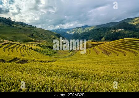 Venite a raccogliere presso le splendide risaie a terrazze di Mu Cang Chai, Yen Bai, Vietnam Foto Stock