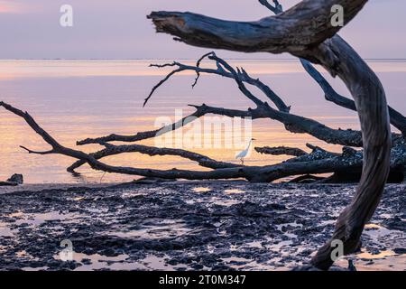 Una grande egretta (ardea alba) passeggia lungo il litorale all'alba tra la gigantesca strada di Boneyard Beach sull'isola di Big Talbot in Florida. (USA) Foto Stock