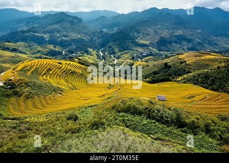 Venite a raccogliere presso le splendide risaie a terrazze di Mu Cang Chai, Yen Bai, Vietnam Foto Stock