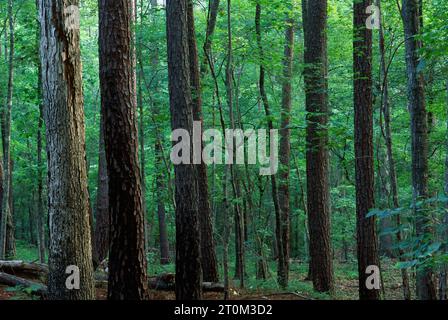 Foresta, Sumter National Forest, Carolina del Sud Foto Stock