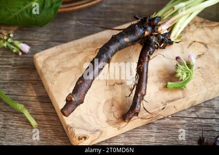 Radice concava su un tagliere di legno, primo piano Foto Stock