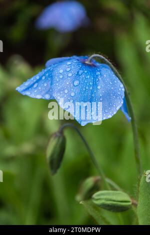 Papavero Blu dell'Himalaya - Meconopsis Slieve Donard fiore fiorito con gocce di pioggia, pianta fiorita della famiglia Papaveraceae, regione nativa: Himalay Foto Stock