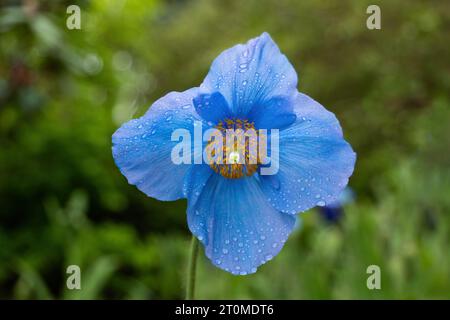 Papavero blu himalayano - Meconopsis Slieve Donard fioritura fiore singolo con gocce di pioggia, pianta fiorita della famiglia delle Papaveraceae, regione nativa: Foto Stock