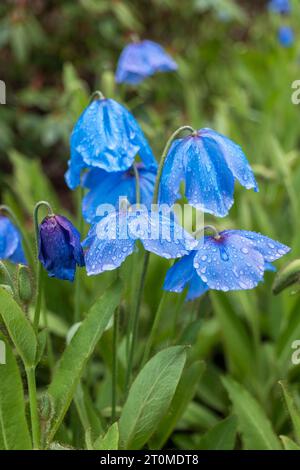 Papavero blu himalayano - Meconopsis Slieve Donard fioritura di fiori con gocce di pioggia, pianta fiorita della famiglia Papaveraceae, regione nativa: Himala Foto Stock