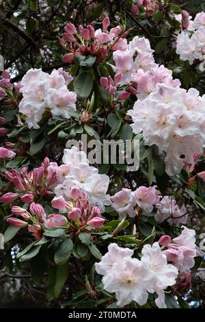 Rhododendron Loderi (fortunei x griffithianum) fiori in primavera, pianta fiorita della famiglia Ericaceae. Foto Stock