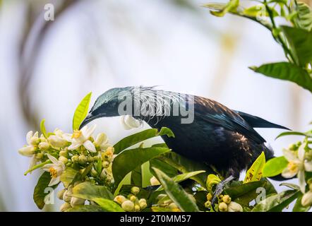 Gli uccelli TUI si nutrono di dolce nettare su fiori bianchi. Auckland. Foto Stock