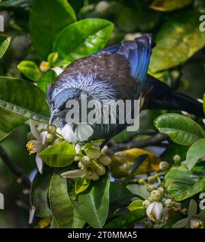 Uccello TUI arroccato su alberi di pompelmo con fiori bianchi. Formato verticale. Auckland. Foto Stock