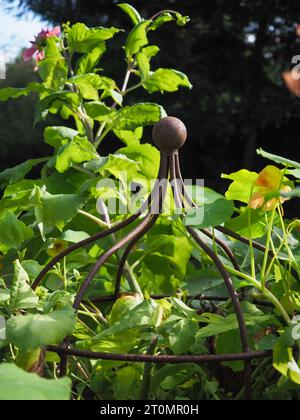 Primo piano di una pianta di metallo rustico (in stile gabbia di ferro arrugginito) circondata da una fresca vegetazione verde in un confine di giardino britannico Foto Stock