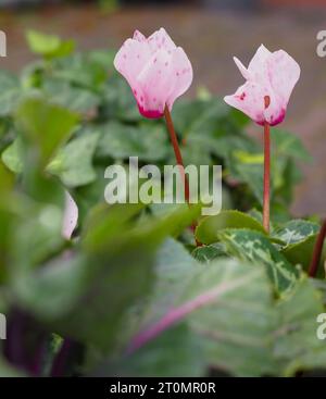 Primo piano di due fiori di hederifolium rosa ciclamino (ciclamino lievitato di edera) presi a livello del suolo attraverso il fogliame in primo piano fuori fuoco Foto Stock