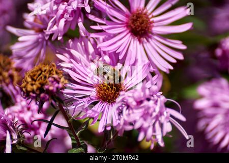 In mezzo all'oro autunnale, un'ape balla su assaggi rosa, sorseggiando nettare. Una scena serena nell'arazzo della natura. Foto Stock