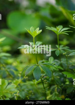 Primo piano dei freschi germogli di balene verdi emergenti del Gallium odoratum (dolce Woodruff) alla luce del sole primaverile Foto Stock