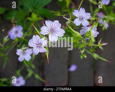 Il nodosum viola di geranio (il robusto geranio annodato) fiorisce da vicino dall'alto contro un rustico sentiero in mattoni in un cottage giardino britannico Foto Stock