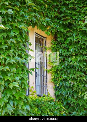 Vecchia finestra con piombo in un edificio in pietra circondato da una fresca scalata verde, edera (Hedera) con fogliame sempreverde Foto Stock