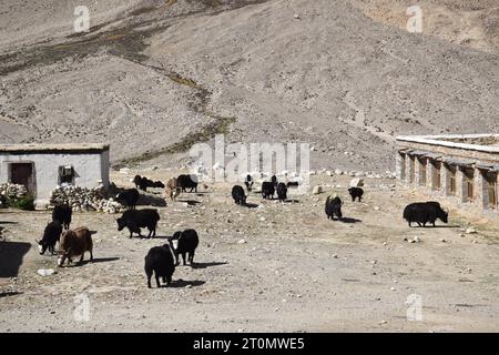 Un gruppo di yak neri vicino al campo base dell'Everest nella regione autonoma del Tibet Foto Stock