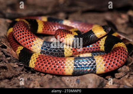 Serpente corallino costaricano (Micrurus mosquitensis) Foto Stock