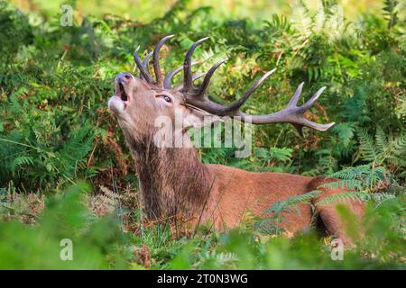 Surrey, Regno Unito. 8 ottobre 2023. Un soffietto cervo, nascosto nelle felci. Cervi rossi adulti (cervo elafo, maschio) preparati per la stagione dei ritmi negli ampi spazi aperti e nei boschi del Richmond Park nel Surrey in una domenica mattina soleggiata. Si mandano, decorano i palchi con erba, felce e rami d'albero per rendersi più impressionanti, e alla fine combattono i palchi bloccanti più avanti nella stagione per stabilire il loro dominio. Crediti: Imageplotter/Alamy Live News Foto Stock