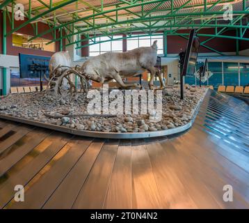 Sparring Reindeer (Rangifer tarandus) su una giostra aeroportuale a Whitehorse, Yukon, Canada Foto Stock