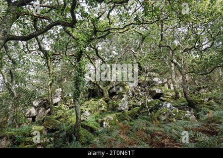 Alberi tortuosi e affioramenti rocciosi al ponte Shaugh a Dewerstone Woods, ai margini di Dartmoor nel sud del Devon. Foto Stock