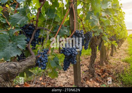 Uva che cresce sui vigneti di Saint Emilion, Bordeaux. Vigneti in Francia. Industria vinicola. Concep. Agricoltura e raccolta Foto Stock