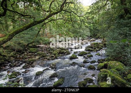 Il fiume Plym presso il ponte Shaugh a Dewerstone Woods, ai margini di Dartmoor nel South Devon. Foto Stock