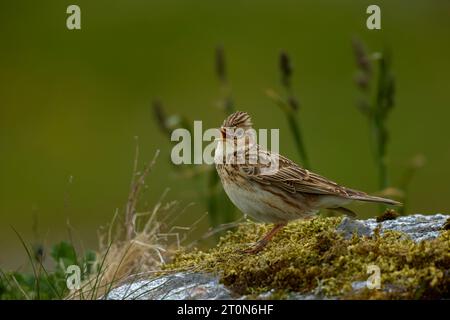 Skylark canta su una roccia erbosa Foto Stock