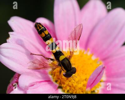 L'hoverfly lungo su foglia (Sphaerophoria scripta) su margherita rosa e visto dall'alto, è una specie di hoverfly appartenente alla famiglia Syrphidae Foto Stock