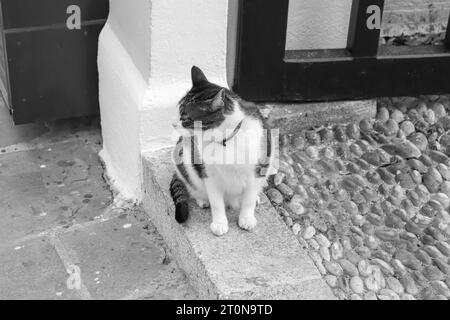 Profilo laterale del gatto, che guarda di lato mentre si è in piedi su un gradino nella città di Rodi, nella città vecchia, in Grecia in bianco e nero Foto Stock
