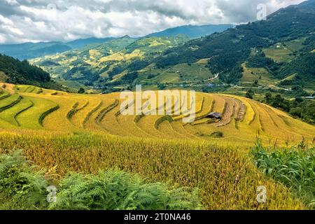 Venite a raccogliere presso le splendide risaie a terrazze di Mu Cang Chai, Yen Bai, Vietnam Foto Stock