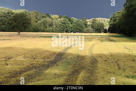 05 ottobre 2023, Brandeburgo, Brügge: Le giovani piante che hanno germinato dopo la raccolta del grano sono tutte gialle in un campo. Il grano caduto dalla mietitrebbia e i semi delle erbacce indesiderate sono germinati. Un erbicida totale contenente il principio attivo glifosato è stato poi applicato sulle foglie verdi fresche. Ciò fa sì che le piante verdi muoiano e le loro foglie diventino di colore giallo caratteristico. L'agricoltore può quindi eliminare anche le erbacce da radice di lunga durata prima di seminare una nuova coltura. Foto: Axel Seidemann/dpa Foto Stock