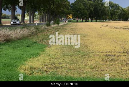 5 ottobre 2023, Brandeburgo, Brügge: Le giovani piante che hanno germinato dopo la raccolta del grano si trovano in un campo. Il grano caduto dalla mietitrebbia e i semi delle erbacce indesiderate sono germinati. Un erbicida totale contenente il principio attivo glifosato è stato poi applicato sulle foglie verdi fresche. Ciò fa sì che le piante verdi muoiano (a destra) e le loro foglie diventino gialle caratteristiche. L'agricoltore può quindi eliminare anche le erbacce da radice di lunga durata prima di seminare una nuova coltura. Foto: Axel Seidemann/dpa - ATTENZIONE: Le targhe delle auto sono state pixellate per motivi personali Foto Stock