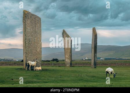 Le pietre di Stenness sono i resti di un grande cerchio di pietre su un antico sito cerimoniale nelle Orcadi, in Scozia. Foto Stock