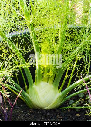 Bulbo coltivato in contenitore del finocchio di firenze resistente aromatizzato all'anice, Foeniculum vulgare var azoricum Foto Stock