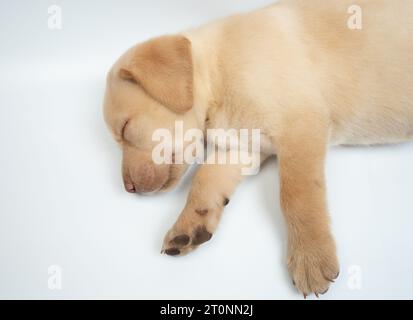 Vista del profilo del cane addormentato isolato su sfondo bianco dello studio Foto Stock