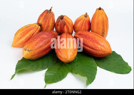 Pila di colorate cialde di cacao con foglie verdi isolate su sfondo bianco dello studio vista macro Foto Stock